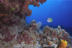 Was looking to photograph the reef when the fish came int... by Mordechai Saxon 